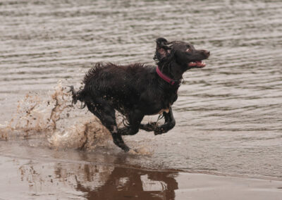brown cocker spaniel whizzes past