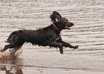 panning shot of cocker spaniel