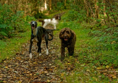 whippet and cockapoo