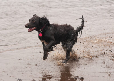 cocker spaniel coming out of the river clyde