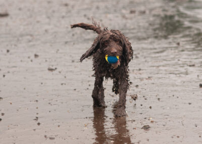cockapoo with a ball