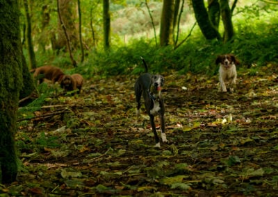 whippet running with a ball