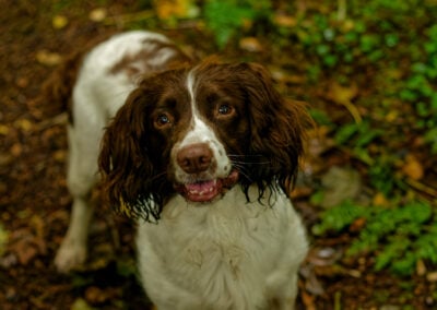 portrait of a springer spaniel
