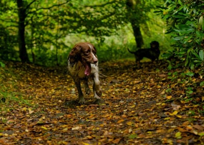 muddy springer spaniel