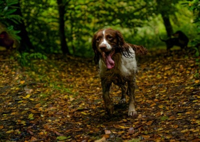 dog standing in a dark woodland