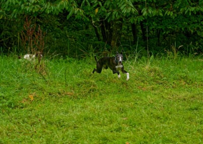 whippet jumping in the air
