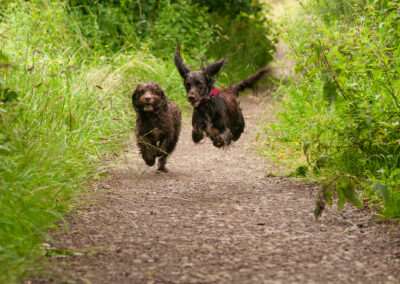 cockapoo and cocker spaniel running on a path