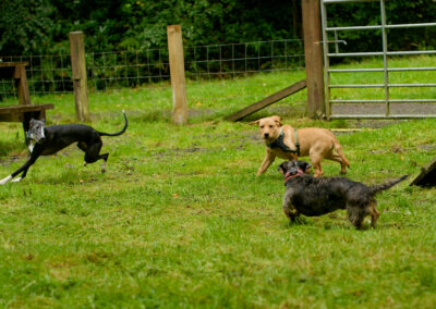 dogs in a dog park
