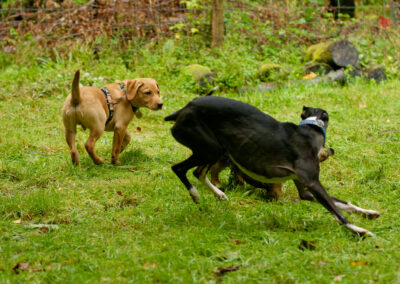 puppy watching dogs play