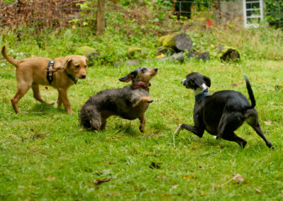 3 small dogs playing