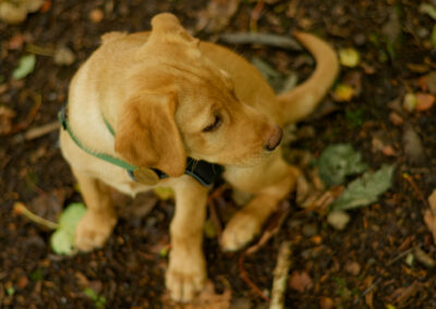 puppy at feet of dog walker