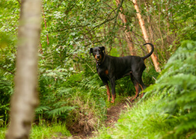 Doberman in woodlands