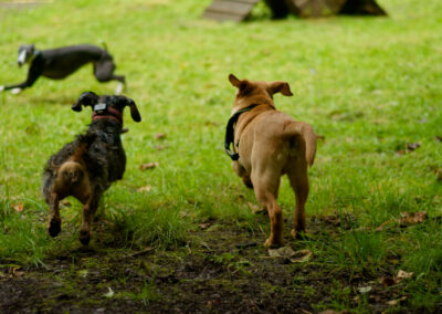 dogs in finlaystone dog park