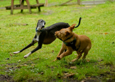 whippet and labrador puppy
