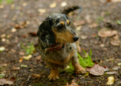 perfect the dachshund