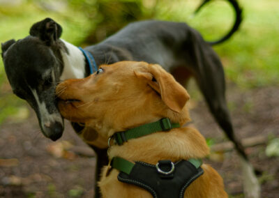 whippet sniffing a puppy
