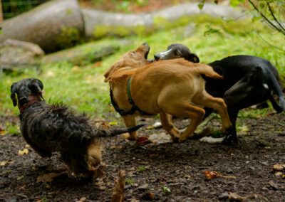 three dogs running