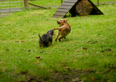dachshund chasing larbador puppy