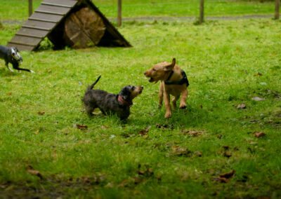 small dog playing with a puppy