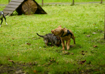puppy playing with dogs