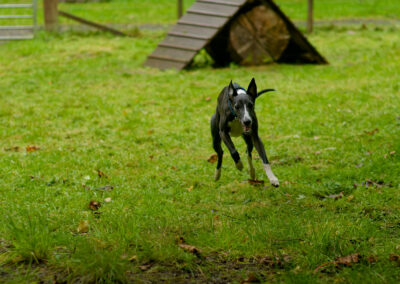 whippet