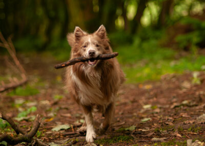 a border collie holding a stick in a woodland setting