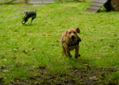 puppy red fox labrador running
