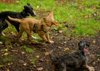 three dogs in a dog park
