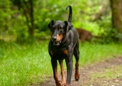 Doberman walking on a woodland trail