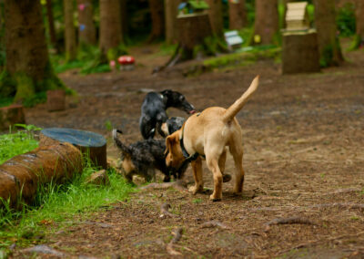 dog walking through fairy village