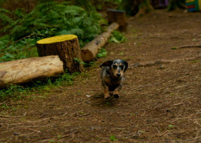 dachshund in a woodland trail