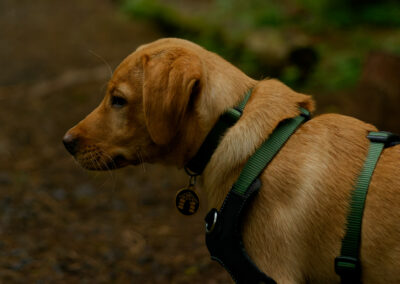 Side on photo of a labrador puppy
