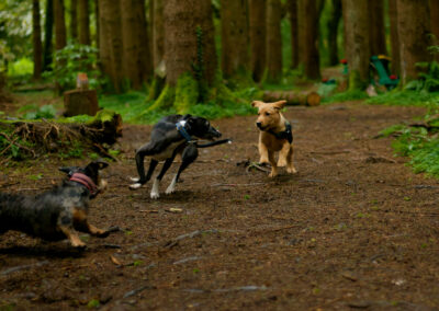 dogs playing in finlaystone woods