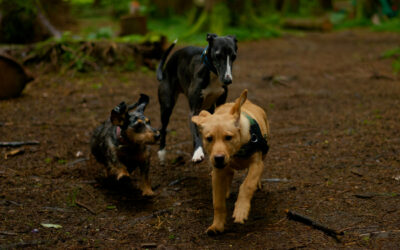 three dogs close
