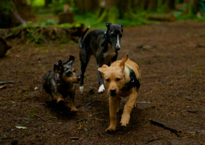 three dogs close
