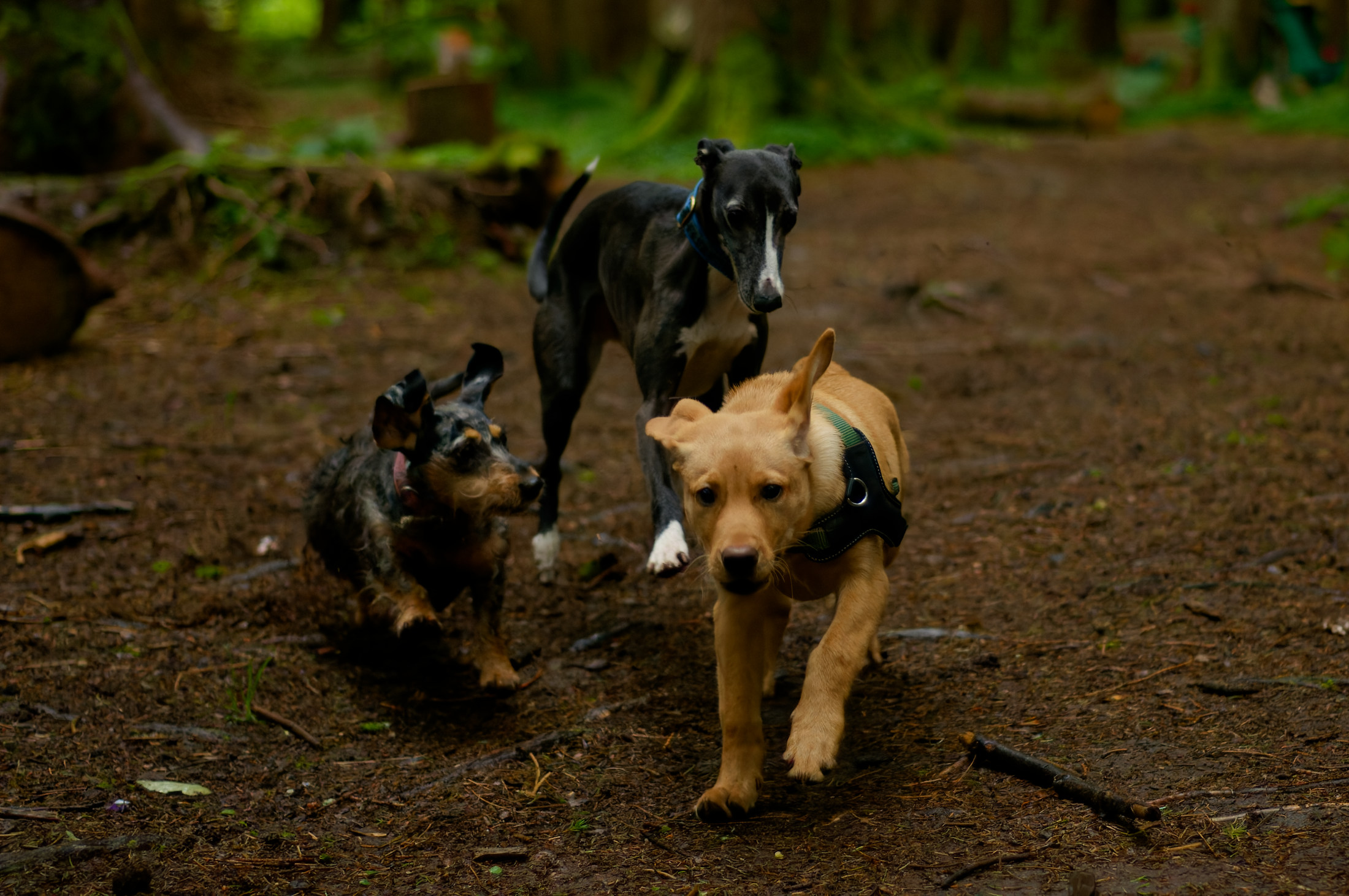Great wee gang three dogs close