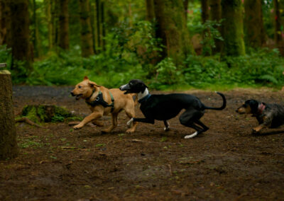two dogs chasing a puppy