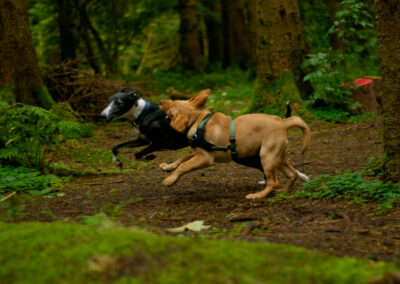 two dogs running in a wood
