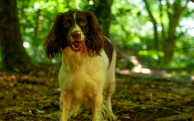 springer spaniel under the trees on a woodland walk