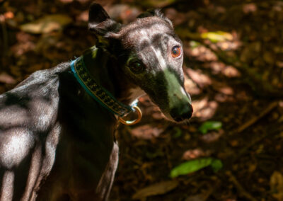 a whipped under woodland dappled light