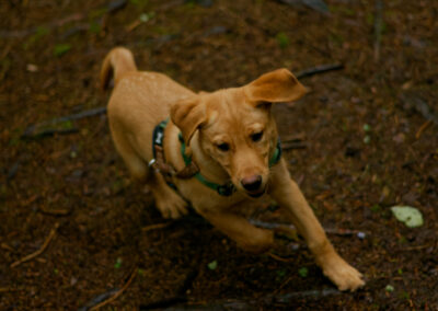 puppy running past