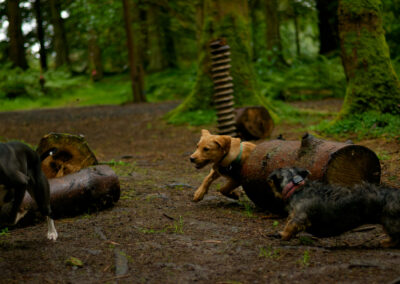young dogs playing