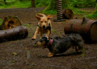 puppy running at a small dog