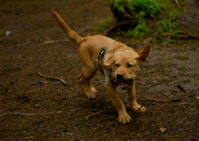 puppy funny face