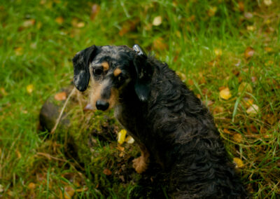 dachshund on a log