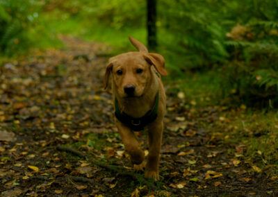 puppy off lead in a wood