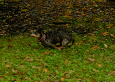 panning photo of a dachshund