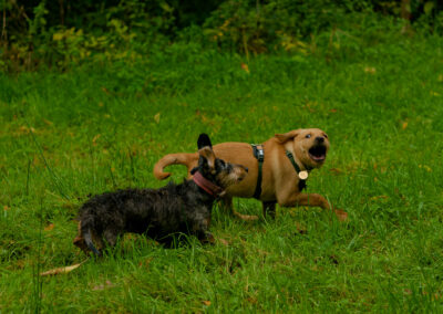 two dogs chasing each other