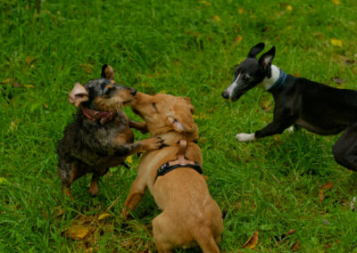 three dogs playing on grass