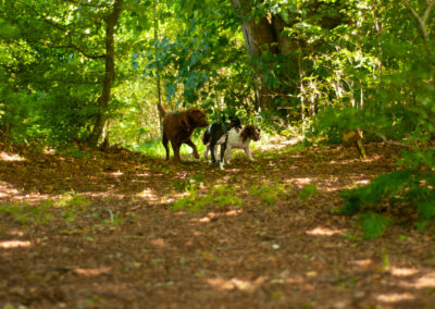 three dogs in woodlands